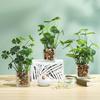 Artificial Potted Plants, Set of 4 Faux Tabletop Greenery with Clear Glass Pots and Cobblestones, Included Artificial Taro