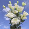 Large Size Artificial Lisianthus Flowers Silk Material Artificial Flowers Artificial Eustoma Grandiflorum Roses with Leaves