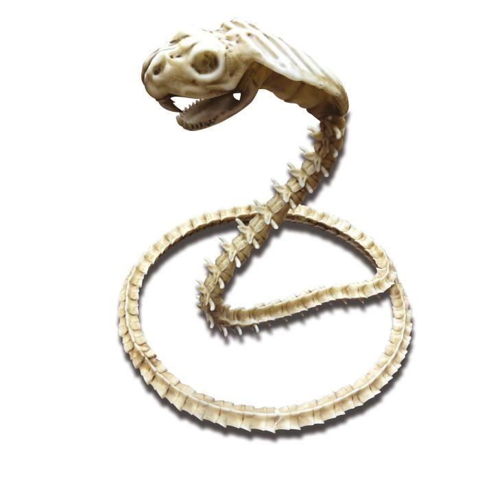 Décoration - Halloween - Squelette Cobra - 50 X 42 Cm - Plastique - Blanc