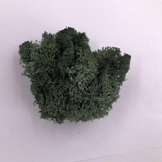 Kunstig plante Preservert blomst Reinsmose DIY Håndverk Hage Hjemmedekor