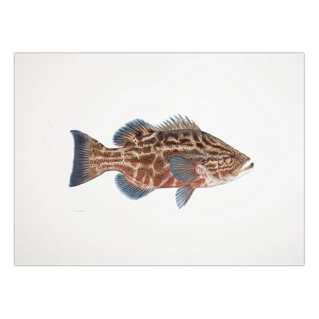 Decorative Painting Retro Fish Restaurant Hotel Paintings Animal Print Wall Pictures for Living Room Flatfish Wall Art Canvas