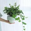 Evergreen Ivy Hanging Basket, Easy-Care Long Vine Plant, Perfect for Living Room, Balcony or Office, Enhances Air Quality.