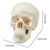 Skull Anatomy Model Skeleton Head Model Realistic Small Skull Crafts Halloween Decor for Teaching Anatomy Learning Classroom