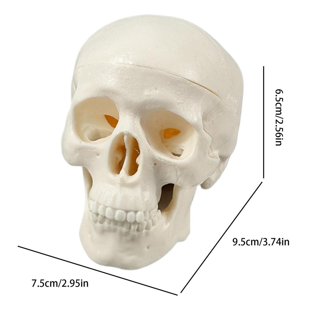 Skull Anatomy Model Skeleton Head Model Realistic Small Skull Crafts Halloween Decor for Teaching Anatomy Learning Classroom
