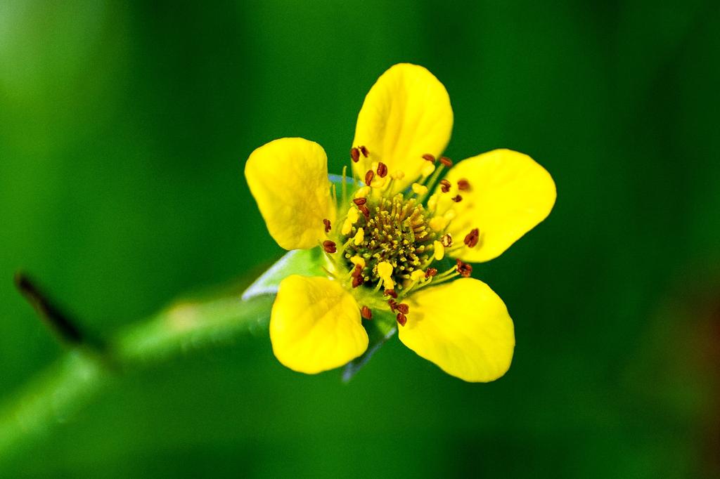 SAFLAX Garden In the Bag - Silverweed - 20 Seeds - With Substrate In a Fitting Stand Up Bag - Potentilla Anserina