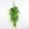 Pteridium Latiusculum Plant For Wedding And Outdoor Decorate Events