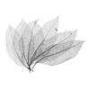 50Pcs Natural Magnolia Skeleton Leaf Leaves Card Scrapbook