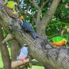 JNL Outdoor Resin Bird & Woodpecker Sculptures
