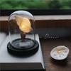 DIY Sea Creature Night Lights Battery Operated Portable Mushroom Lamp Shell Conch Ornament For Home Bedroom Decoration
