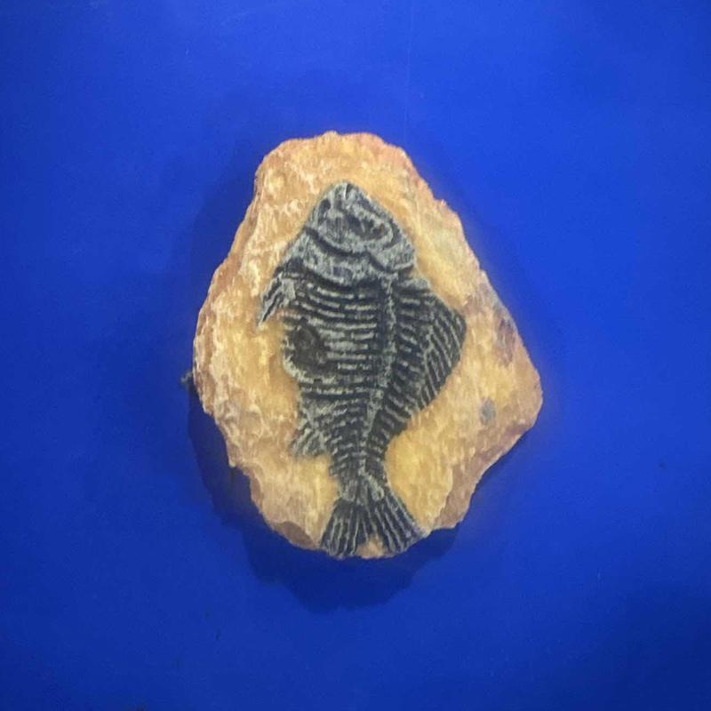 

1Pc Child Toy Simulated Resin Fossil Ornament Crawling Terrarium Decors Decorative Container Landscape Reptile