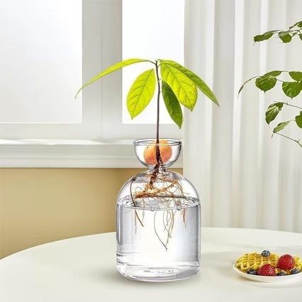Kit per la Coltivazione dell'Avocado - Vaso Germinatore in Vetro per Amanti del Giardinaggio, Unico Fioriera Idroponica Regalo
