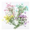 Pressed Flowers Gypsophila Approximately 32 Pieces Nail Parts Resin Enclosed Material 4 Color Set