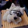 Pet Sunglasses Windproof for Teddy, French Bulldog, Corgi, Small Dogs, Dog Windproof Goggles