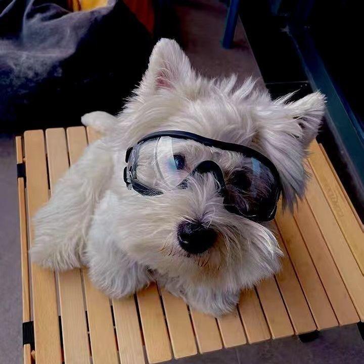 Pet Sunglasses Windproof for Teddy, French Bulldog, Corgi, Small Dogs, Dog Windproof Goggles
