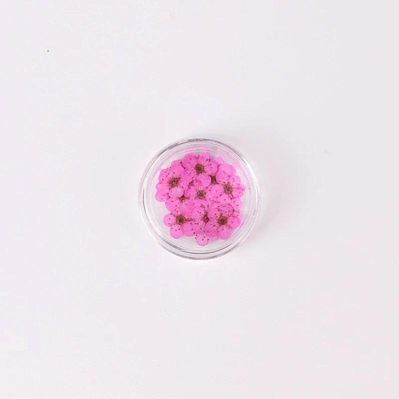 20pcs/Box Nail Art Dried Flowers Spirea Small Plum Narcissus Nail Art Color Mixed Flower Dried Flower Patch DIY Nail Decoration
