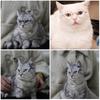 Cat Eye-wear Photos Props Accessories Cosplay Glasses Clear Lens Round Funny Clear Lens Round Glass Gift for Pet Puppy