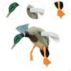 Mallard Ducks Models Motion Wind Rotation for Hunting Fly Duck Decoy