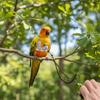 Adjustable Bird Flight Suits Anti Pinch Design Bird Traction Rope  Bird Training