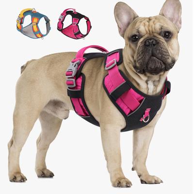 Köpek – Köpek Tasmaları ve Tasma Kayışları