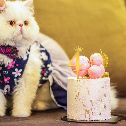 Conjunto de 10 Toppers de Bolo de Aniversário com Números Dourados, Cartões para Inserir no Bolo, Números 0-9, Picks para Cupcake, Celebração, Aniversário, Decorações de Bolo, Bolo de Aniversário