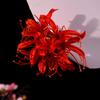 Chinese Style Women Flower Hairpin Fine Workmanship Red Lily Tassel Hairpin for Birthday Stage Party Show