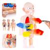 Model Anatomy Doll Human Torso Body Model Anatomy Anatomical Medical Internal Organs For Teaching DIY Assembly Educational Doll