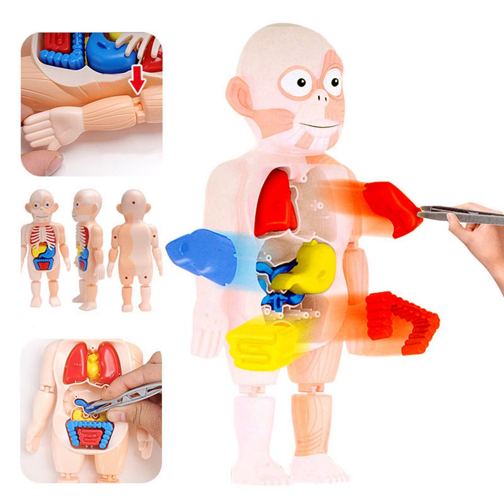 Model Anatomy Doll Human Torso Body Model Anatomy Anatomical Medical Internal Organs For Teaching DIY Assembly Educational Doll