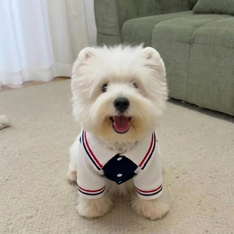 Autumn and Winter Pet Plush Warm Shirt Teddy Cat Dress Dog Coat Dog Clothes for Small Dogs Puppy Clothes