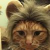1Pcs Pet Lion Hat Dog Cat Wacky Costume Hat for Halloween Parade Photo Shoot Easy On Off Hook and Loop Fastener S