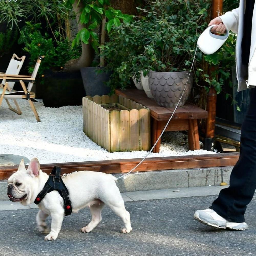 Portable Design Retractable Dog Leash Anti-Escape Mechanism Dogs Auto Retractable Belt  Training