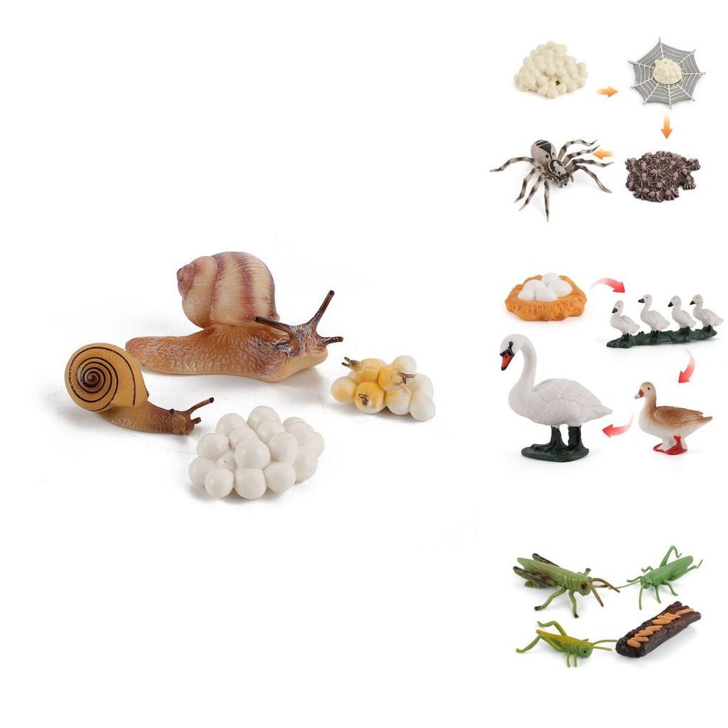 Enchanting Simulation Solid Turtle Chick Frog Animal Growth Cycle Montessori Teaching Aids For Unique Gifts And Decorative Accents