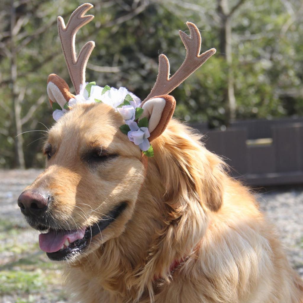 dog with headband