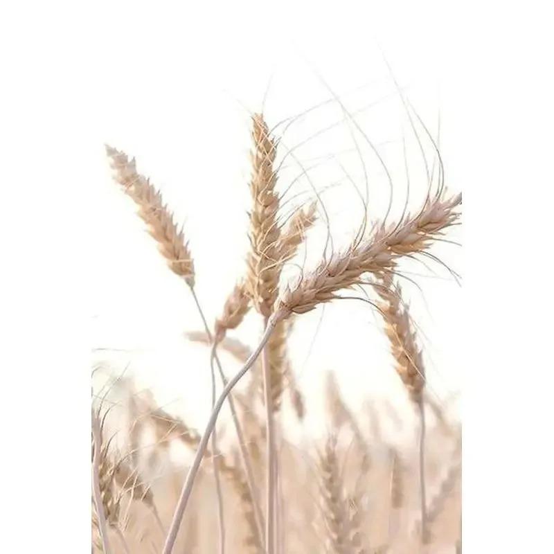 GATYZTORY Oil Picture By Numbers Nature Landscape Drawing Canvas Wall Art Oil  By Numbers Home Decor Gift