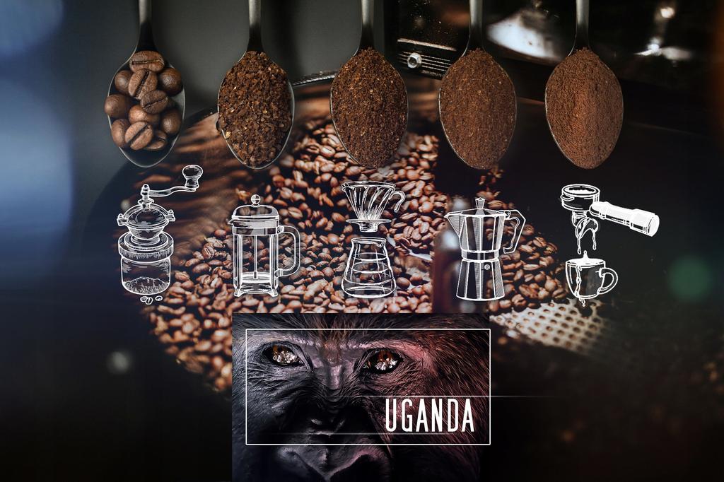 Kawa ziarnista świeżo palona arabica uganda 250g