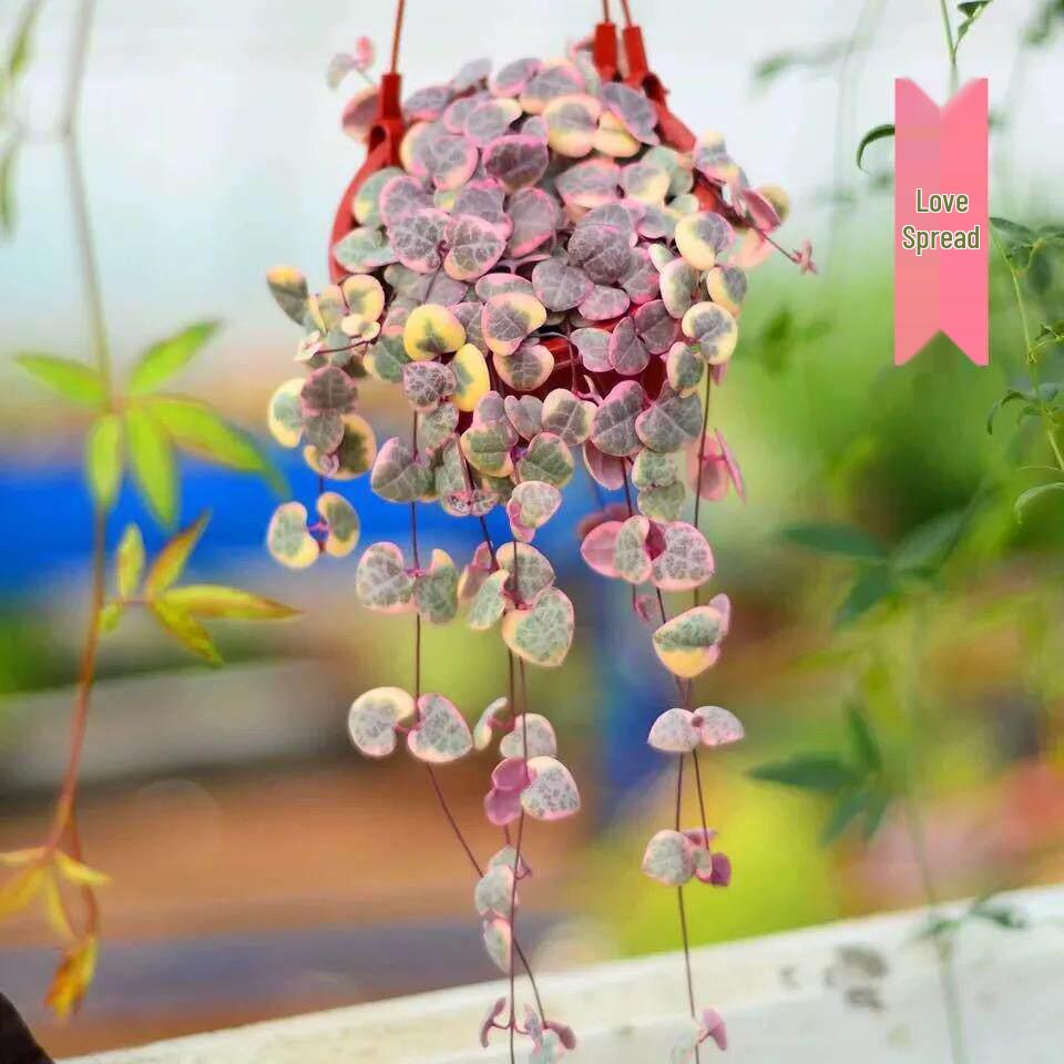 Heart To Heart Love's Vine: Cute Hanging Succulent for Beginners
