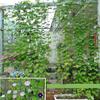 1 Stuks Tuinplanten Klimnet Nylon Net Gloriebloem Klimplant Net Kweeknet