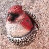 3D Forest Animal Acorn Ornaments Resin Pine Cone Bird Hanging Decoration Christmas Tree Pinecone Pendants for Home Decor