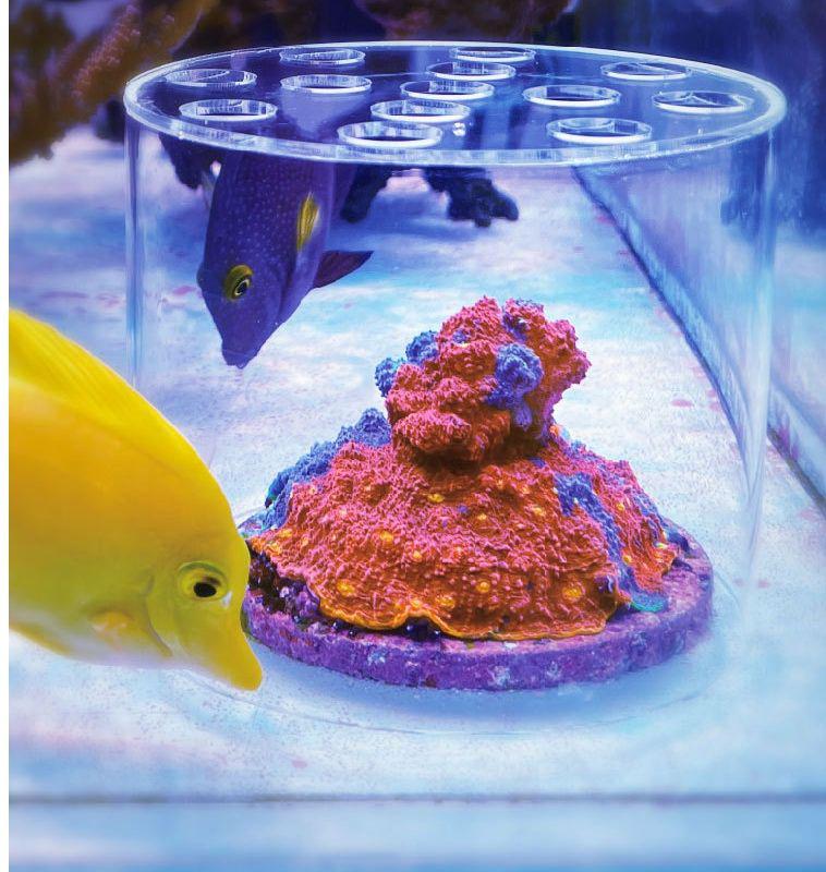 VASTOCEAN Acrylic Coral Feeding and Breeding Protection Disc for Firecracker Brain Coral, Anti-Stealing Food Cover