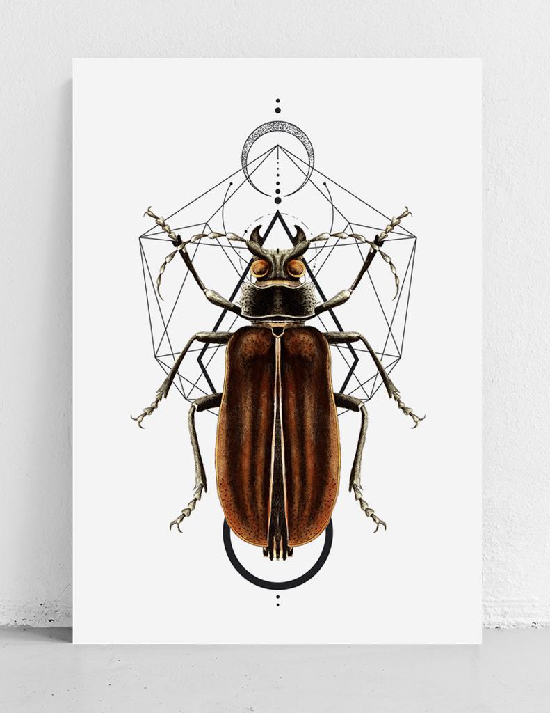 Affiche vers insectes géométrie