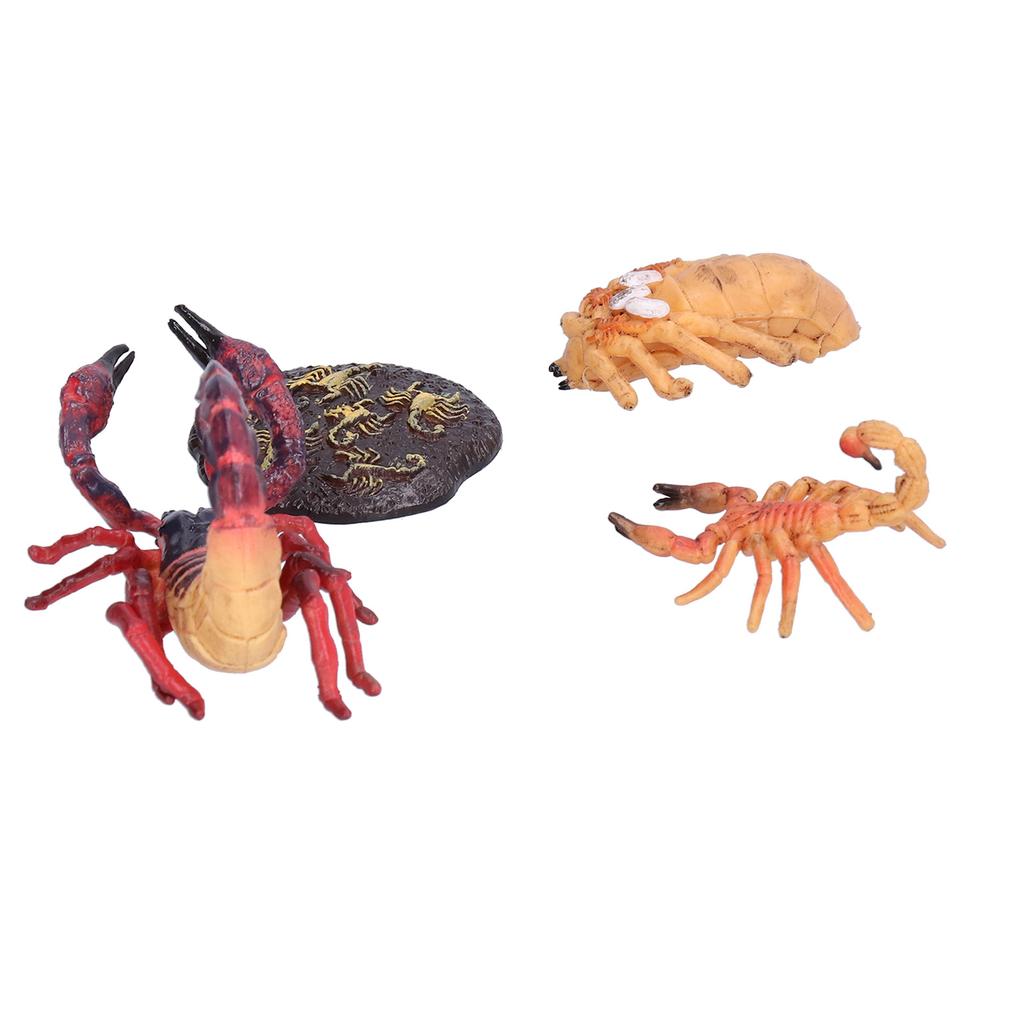 Scorpion Life Cycle Toys Kit Educational Insect Lifestyle Stages Toy Set for Kids#2
