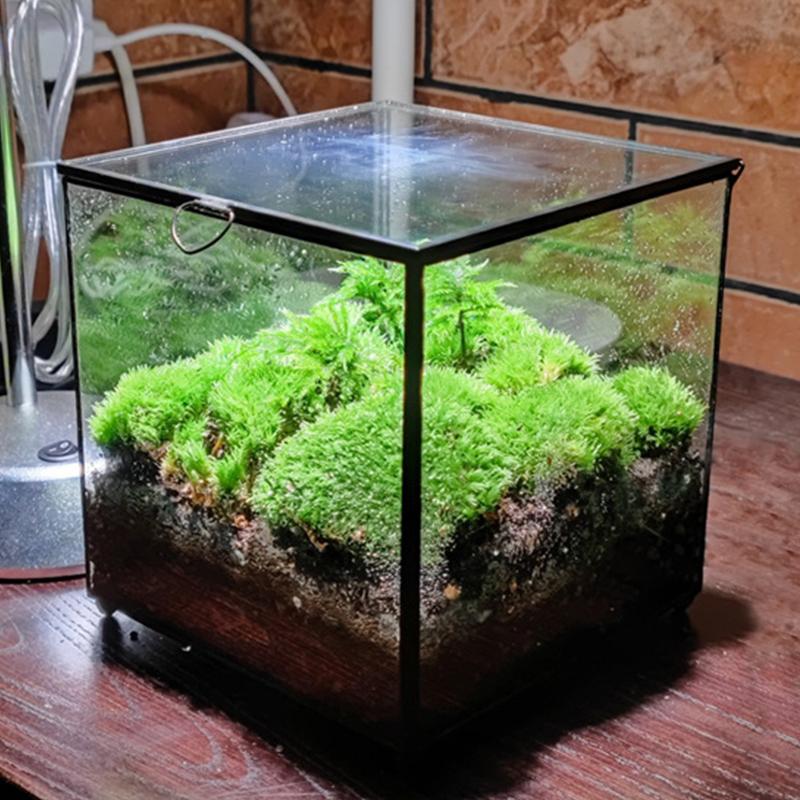 Micro Landscape Plant Terrariums Glass Greenhouse Rainforest Fern Moss Terrarium Ecological Geometric Vase Table Greenhouse New