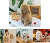 Cute Plush Poodle Dog Doll For Girls Birthday Gift Stuffed Toy Teddy Puppy