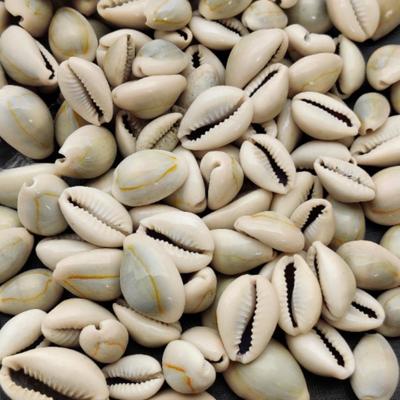 Concha de cauri gris curativa natural de tamaño de 15 a 25 MM, concha de mar para joyería que hace uso de concha, concha de cauri pulida.