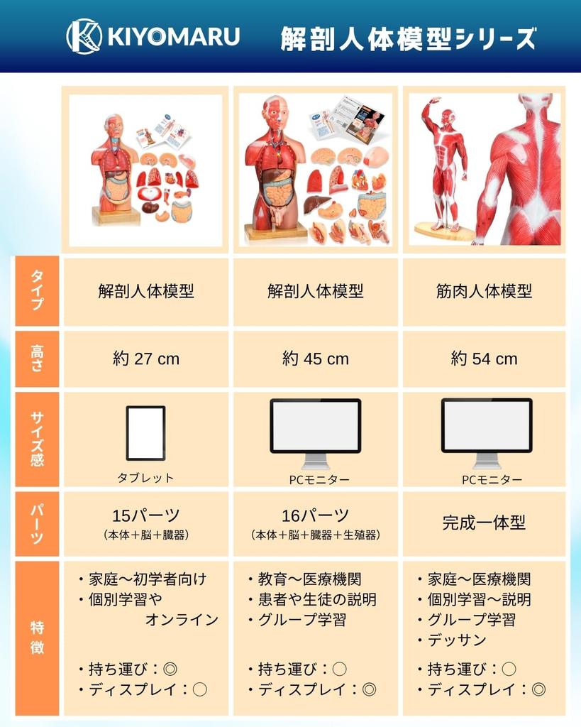 KIYOMARU 27cm Anatomical Human Body Model: Soft Texture, 15 Parts, Supervised by a Physical Therapist, Includes Auxiliary Magnets and Japanese Instruc