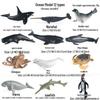 Frog Life Cycle Model Set: Tadpole to Frog Educational Toys for Kids