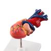Life Size Anatomical Human Heart Model for Middle and High School Biology Teaching Tool