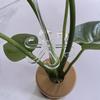 Acrylic Clear Stem Support Plant Climbers 5Pcs Vine Support Clips For Climbing Plants To Grow Upright And Make Healthier