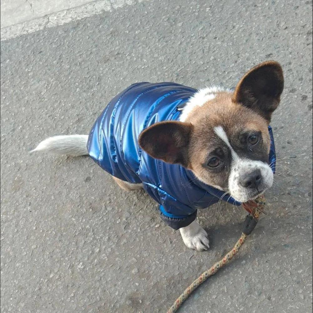 Bright Color Puppy Jacket Clothing Windproof Pet Coat Outfits Winter Dog Clothes  French Bulldog