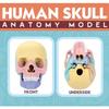 Giocattoli Educativi Anatomia del Cranio per Bambini Modello Anatomico degli Organi del Corpo Umano Specimen Cavità Orale Ausili Didattici Montessori