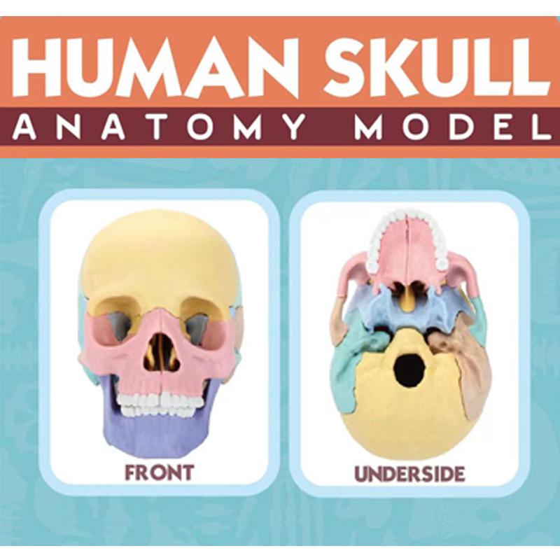 Giocattoli Educativi Anatomia del Cranio per Bambini Modello Anatomico degli Organi del Corpo Umano Specimen Cavità Orale Ausili Didattici Montessori